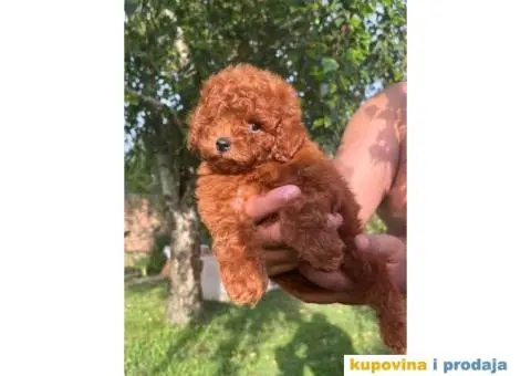 Toy red PUDLE spremne za preuzimanje - 1/6