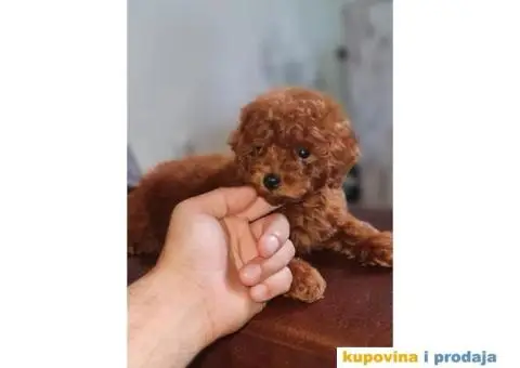 Toy red PUDLE spremne za preuzimanje - 2/6