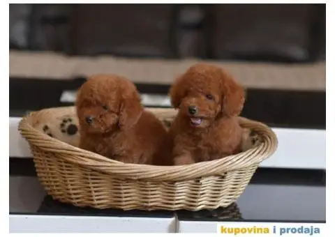 Toy red PUDLE spremne za preuzimanje - 3/6