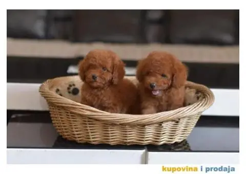 Toy red PUDLE spremne za preuzimanje - 4/6