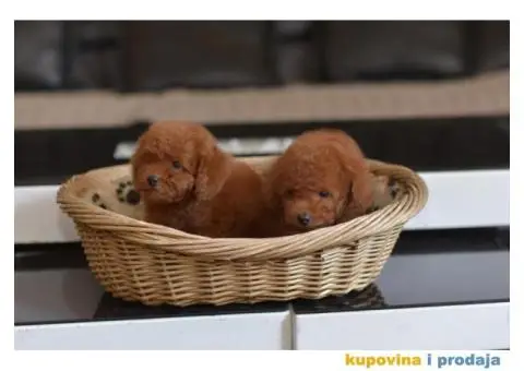 Toy red PUDLE spremne za preuzimanje - 5/6