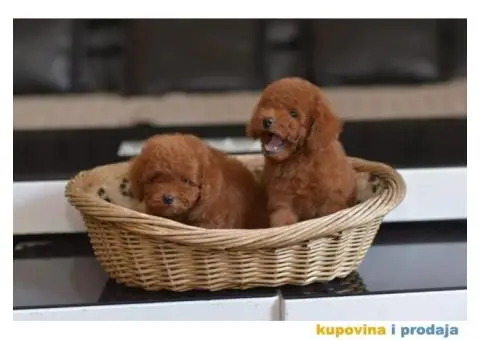 Toy red PUDLE spremne za preuzimanje - 6/6