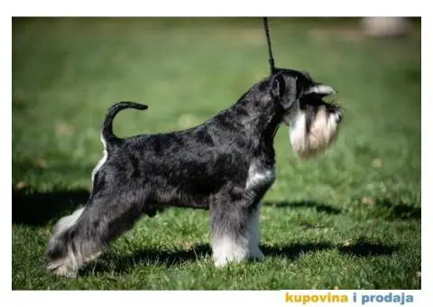 Patuljasti šnaucer stenci - 1/10