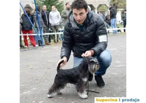 Patuljasti šnaucer stenci - 2/10