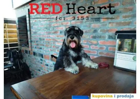 Patuljasti šnaucer stenci - 4/10