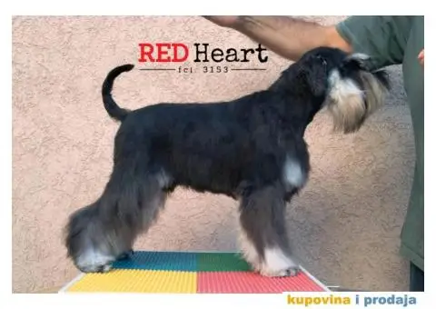 Patuljasti šnaucer stenci - 5/10