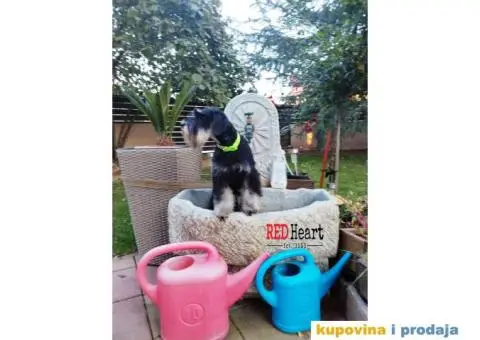 Patuljasti šnaucer stenci - 7/10