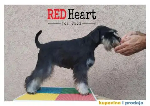 Patuljasti šnaucer stenci - 8/10