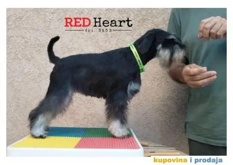 Patuljasti šnaucer stenci - 9/10