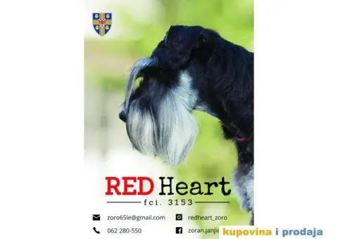 Patuljasti šnaucer stenci - 10/10