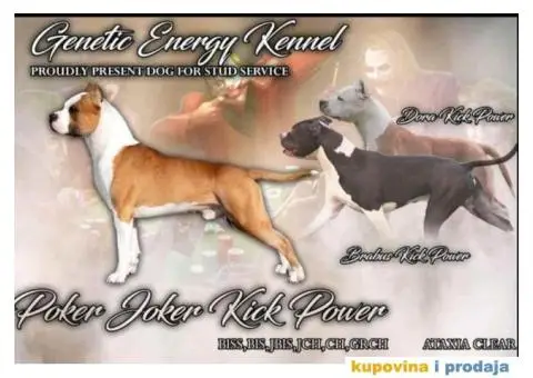 Na prodaju vrhunski štenci AMERIČKOG STAFORDSKOG TERIJERA - 1/9