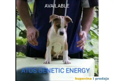 Na prodaju vrhunski štenci AMERIČKOG STAFORDSKOG TERIJERA - 3/9