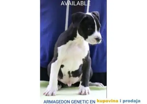 Na prodaju vrhunski štenci AMERIČKOG STAFORDSKOG TERIJERA - 4/9