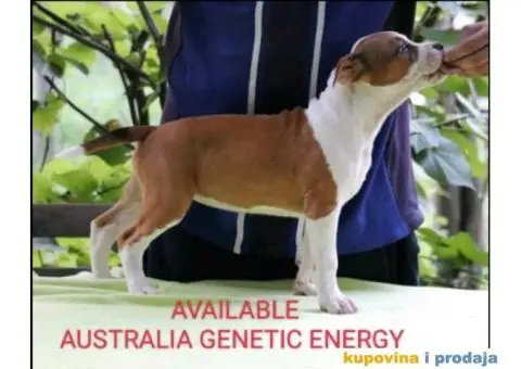 Na prodaju vrhunski štenci AMERIČKOG STAFORDSKOG TERIJERA - 5/9