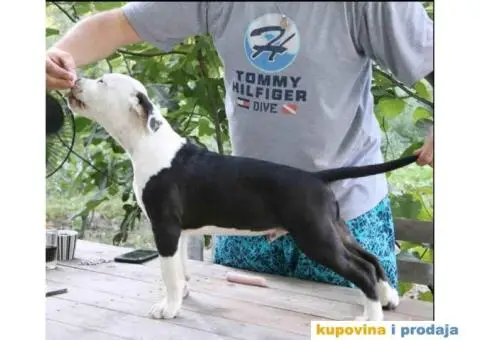 Na prodaju vrhunski štenci AMERIČKOG STAFORDSKOG TERIJERA - 6/9