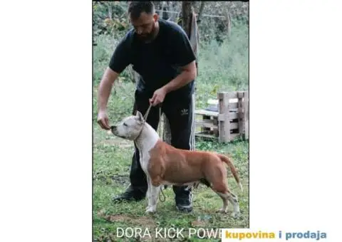 Na prodaju vrhunski štenci AMERIČKOG STAFORDSKOG TERIJERA - 7/9