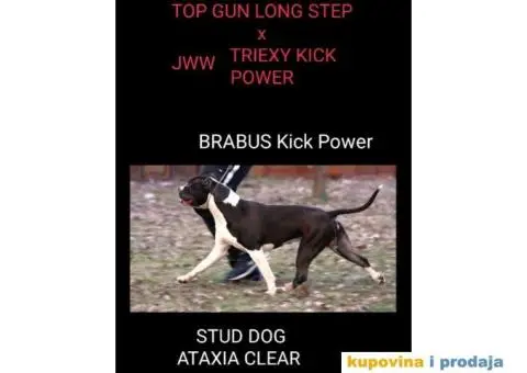 Na prodaju vrhunski štenci AMERIČKOG STAFORDSKOG TERIJERA - 8/9