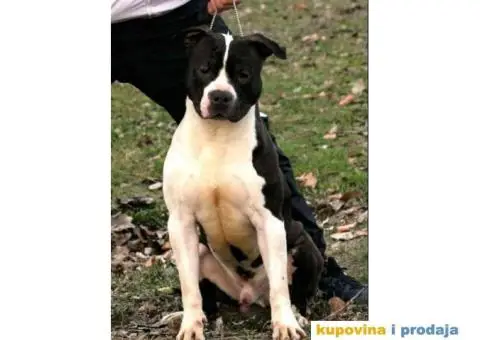 Na prodaju vrhunski štenci AMERIČKOG STAFORDSKOG TERIJERA - 9/9