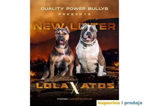 Američki Buli American Bully štenci - 1/11