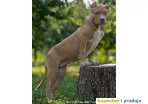 Američki Buli American Bully štenci - 2/11
