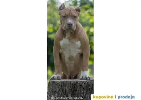 Američki Buli American Bully štenci - 3/11