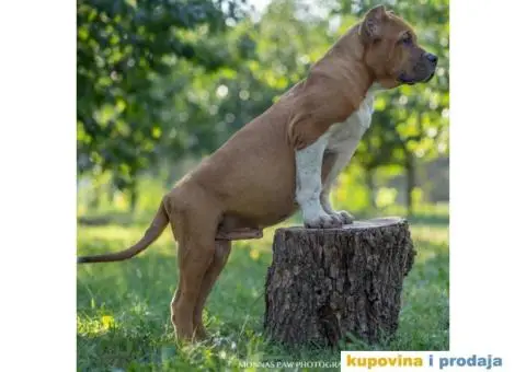 Američki Buli American Bully štenci - 4/11