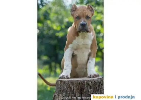 Američki Buli American Bully štenci - 5/11
