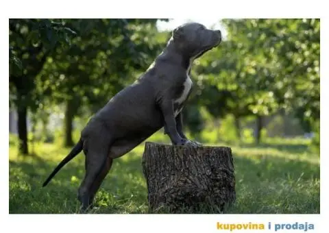 Američki Buli American Bully štenci - 6/11