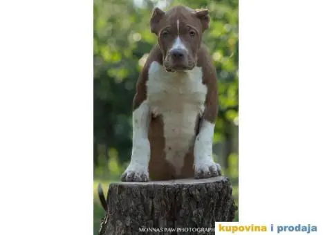 Američki Buli American Bully štenci - 7/11