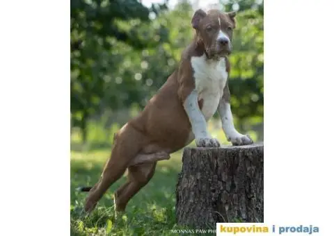 Američki Buli American Bully štenci - 8/11