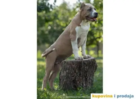 Američki Buli American Bully štenci - 9/11