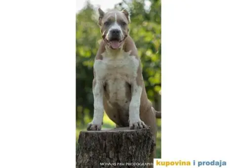 Američki Buli American Bully štenci - 10/11