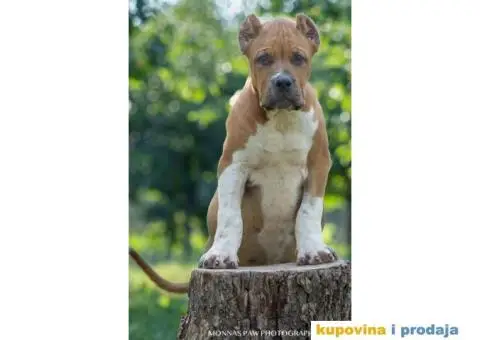 Američki Buli American Bully štenci - 11/11