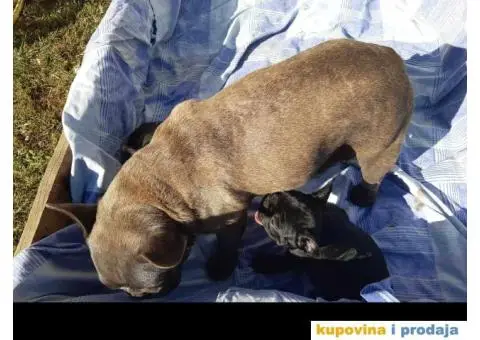 Francuski Buldog - 1/15