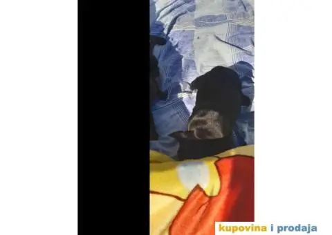 Francuski Buldog - 2/15