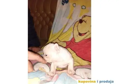 Francuski Buldog - 3/15