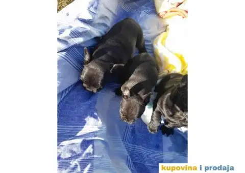 Francuski Buldog - 5/15