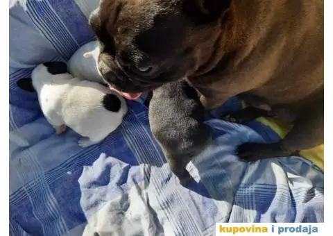 Francuski Buldog - 6/15