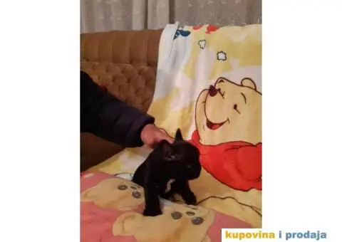 Francuski Buldog - 7/15