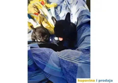 Francuski Buldog - 8/15