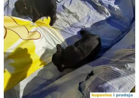 Francuski Buldog - 9/15