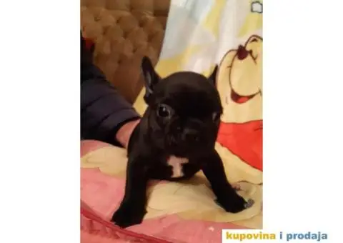 Francuski Buldog - 10/15