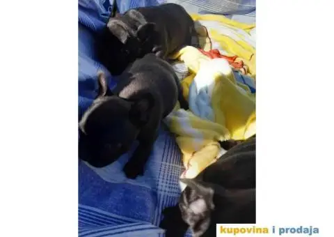 Francuski Buldog - 11/15