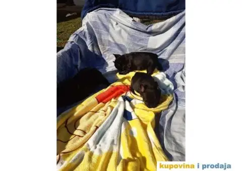 Francuski Buldog - 13/15