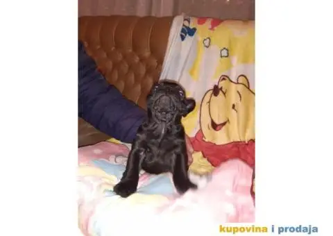 Francuski Buldog - 14/15