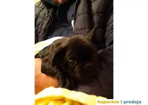 Francuski Buldog - 15/15