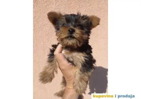 Jorkširski terijer YORKI - 2/7