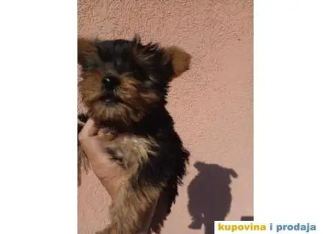 Jorkširski terijer YORKI - 3/7