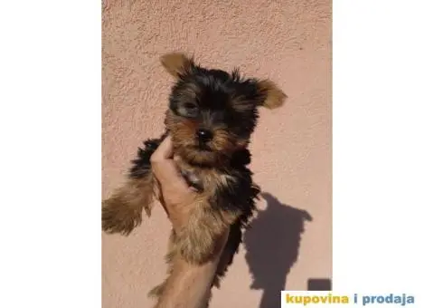 Jorkširski terijer YORKI - 4/7