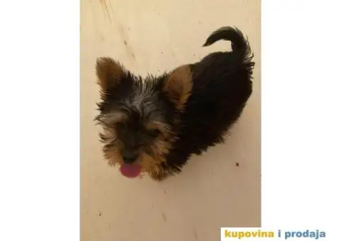 Jorkširski terijer YORKI - 5/7